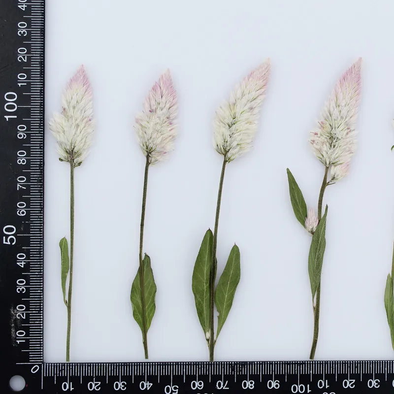 60 шт. натуральные прессованные цветы настоящий сушеный гребень для рукоделия