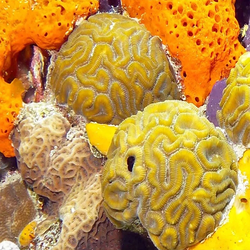 Самоклеящиеся водонепроницаемые 3D обои из ПВХ подводный мир дельфин Коралл