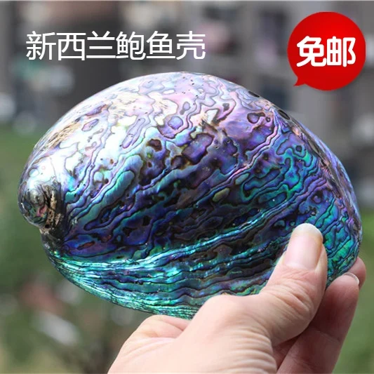 Раковина абалона натуральная ракушка крафт-бижутерия раковина домашнее