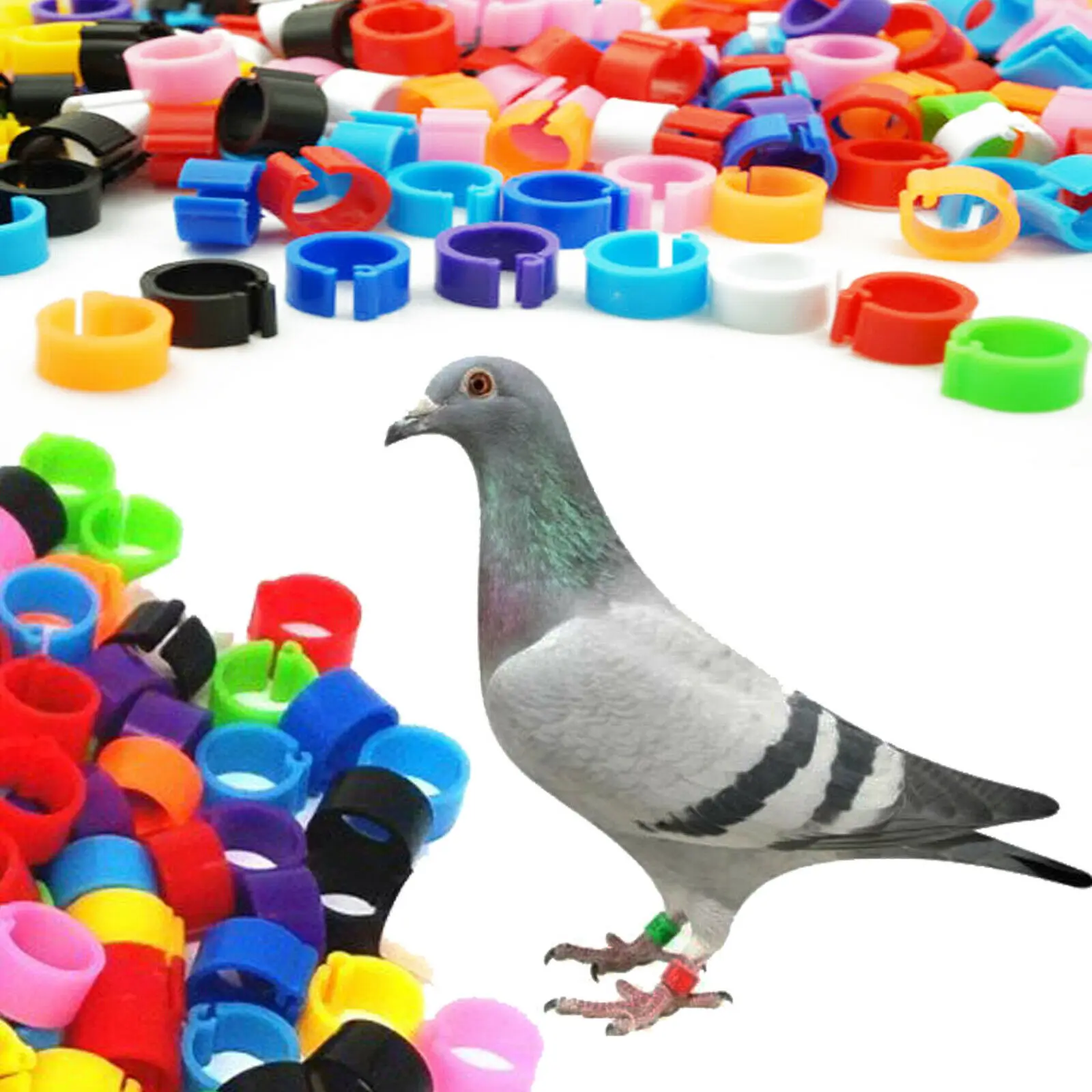 Цветные Кольца Птицы обручи для ног голубей попугаев канареек люков птиц |