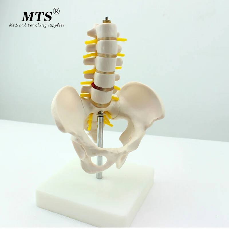 Мини каркас для поясничного интерпозвонков модель из ПВХ пятисекционная скелета