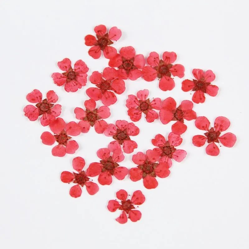 240pcs/Lot Dried Daffodils Flowers for Nail Art Plum Blossom Crafts Pressed Small Narcissus DIY Photo Frame Resin Jewelry | Дом и сад