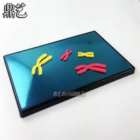 magnetic reductional cell division model components of chromosome change biology teaching aids 280180mm