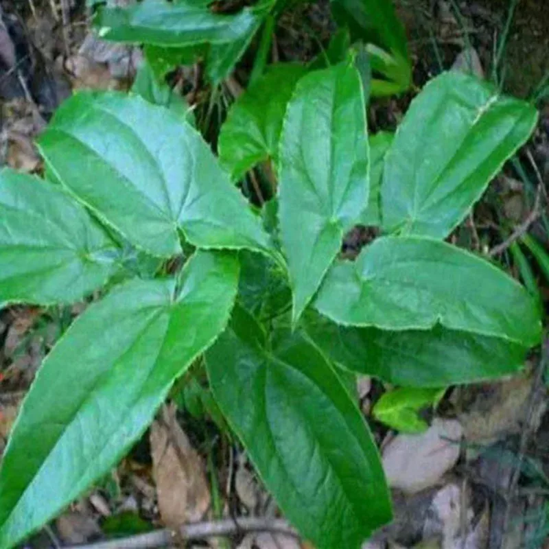 

Horned goat Epimedium seed Germination rate 99%