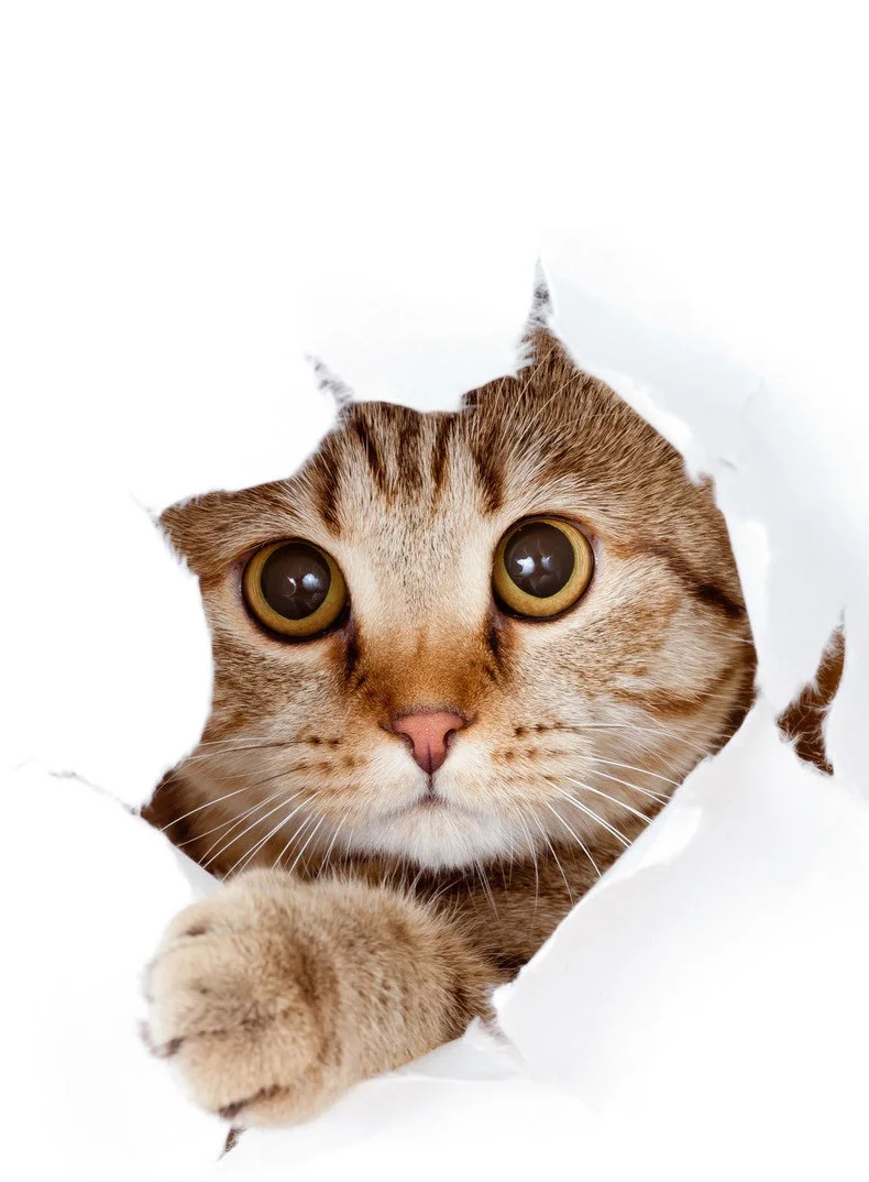 

Small Cat Climbing Tree Frame Cat House Furniture Scratching Solid Wood Posts Cat Scratching Post Cats Jumping Frame Tree