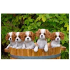 Алмазная 5d картина сделай сам, вышивка крестиком в виде Карла Кинга, Карла спаниеля, квадратная мозаика с круглыми стразами, Рождество, BY844