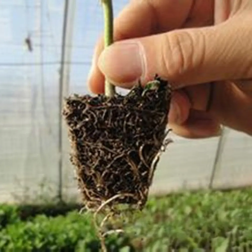 

Black High Quality Plastic Seedling Tray Vegetable Flower Nursery Special Thickening Anti-Oxidation Durable
