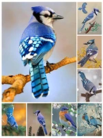 blue bird jays 5d diy full square and round diamond painting embroidery cross stitch kit wall art pet store home decoration