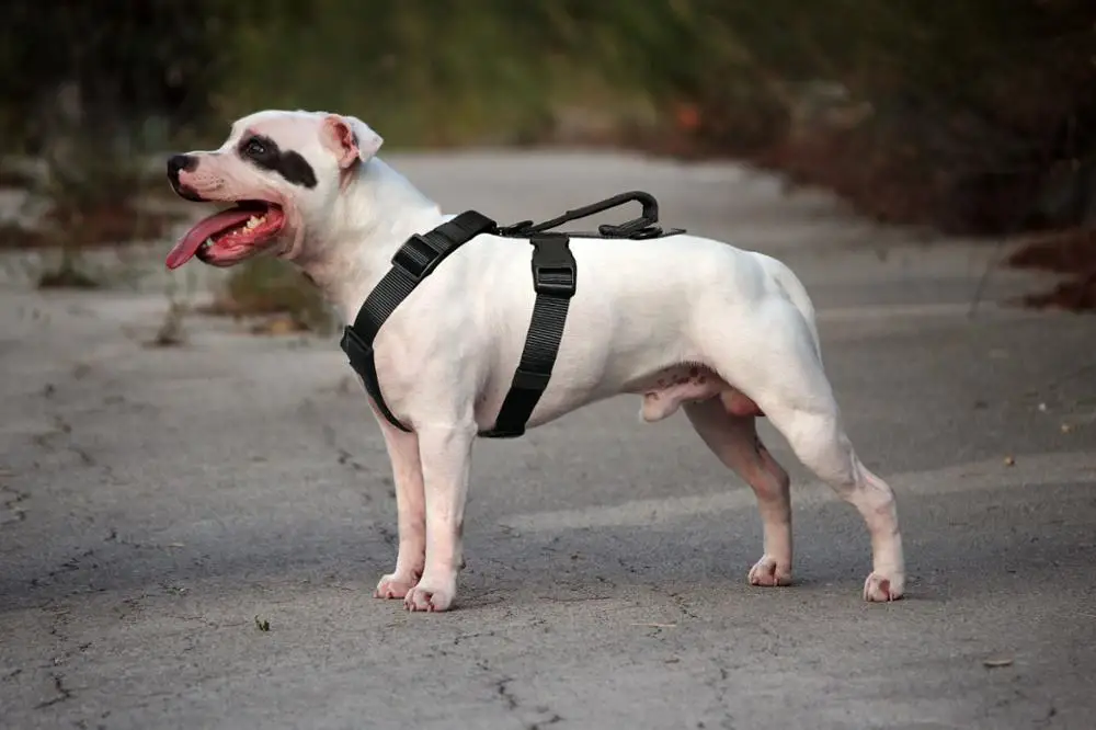 Dog Harness Vest Easy Walk harness Training With Sturdy Handle for Large Medium Small Dogs | Дом и сад