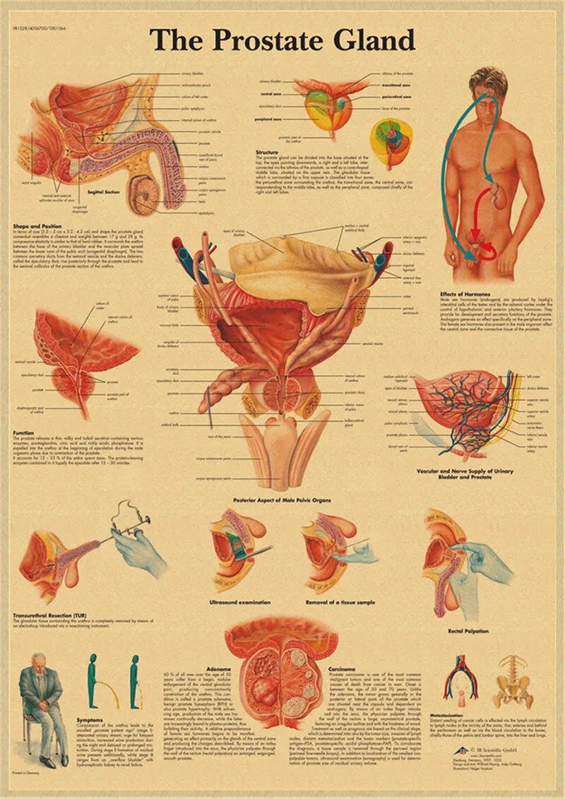 Плакат на стену из крафт-бумаги с изображением анатомии человека