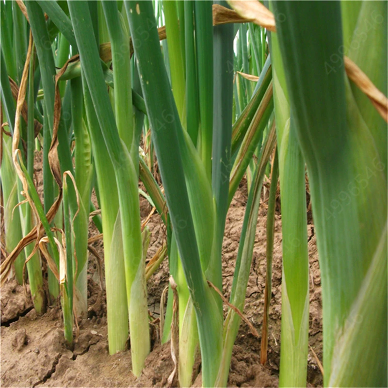 100 шт./лот Chive (Allium ascalonicum) открытый горшечные цветущие растения для дома и сада| |