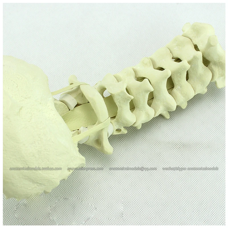 

12322 / Orthopaedic Models Cervical Spine for Training Practice,Medical Science Educational Teaching Anatomical Models