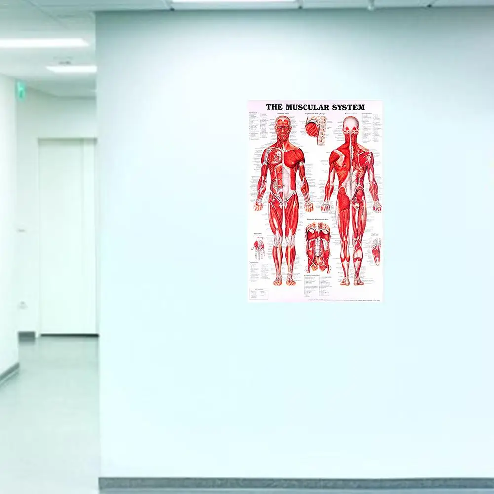 Шелковая ткань человеческая искусственная Мышечная система Обучающие