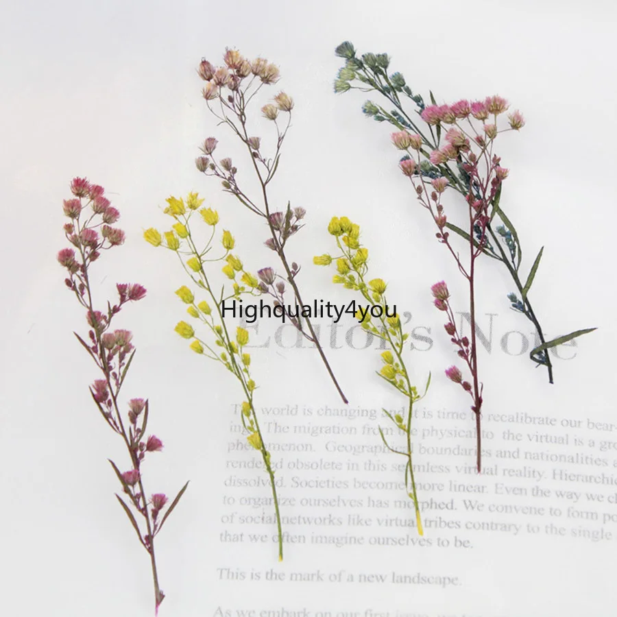 

120pcs Pressed Dried Conyza Canadensis Flower Grass Plant Herbarium For Jewelry Bookmark Postcard Phone Case Invitation Card DIY