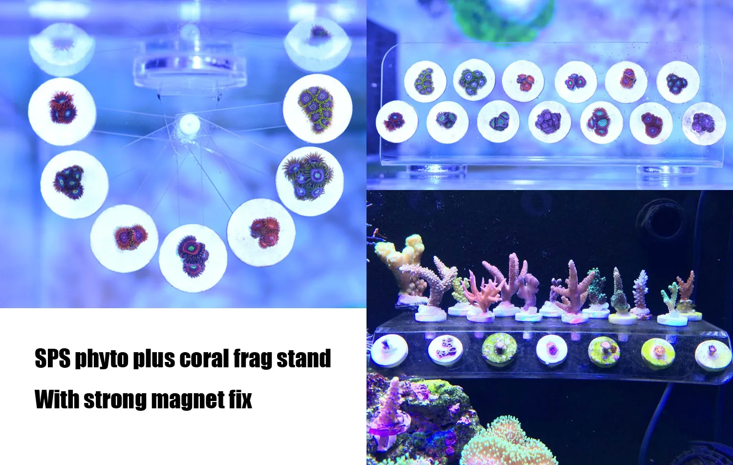 SPS phyto plus кораллы фрагмент стойка сильный магнит фиксированная керамическая