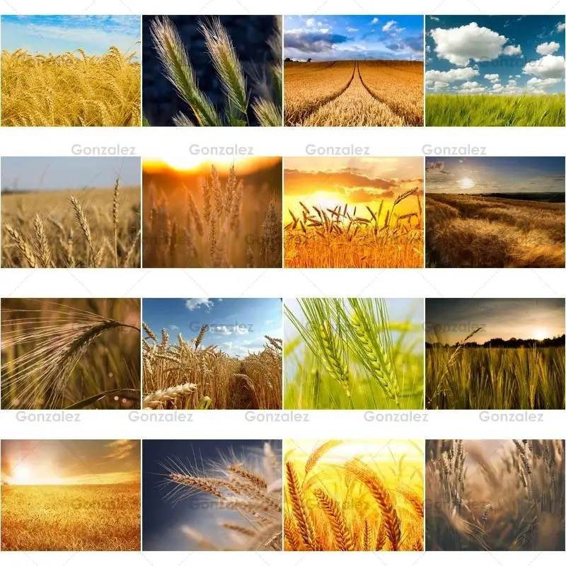 

5D Diamond Embroidery Golden Wheat Painting Diy Wall Art Pictures Mosaic Cartoon Cross Stitch Kit Posters Home Decoration Gifts