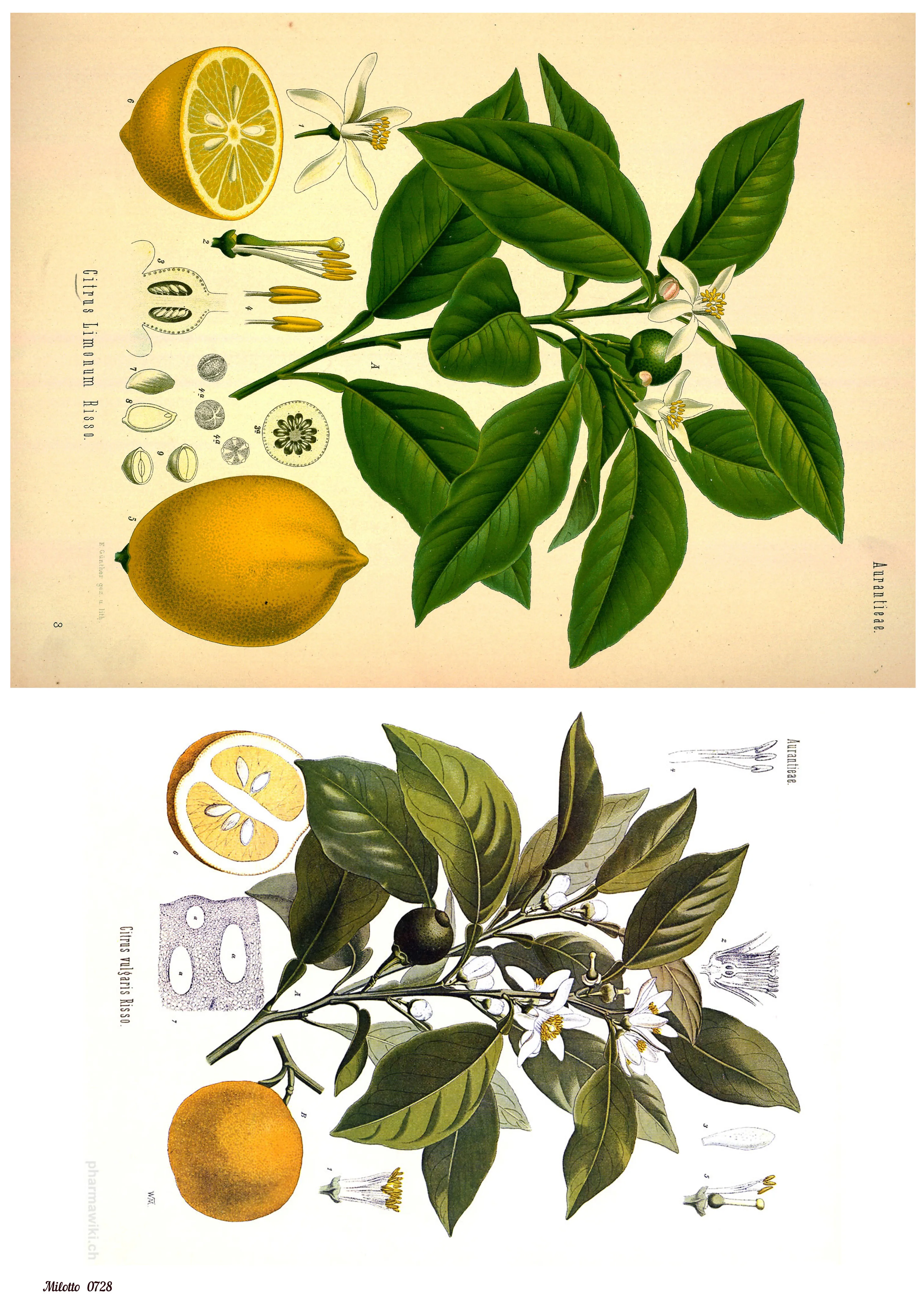 Бумага для декупажа салфетки декупаж рисовая бумага карты 0728