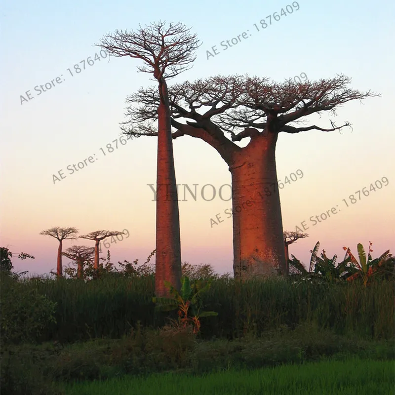 Содержит экстракт баобаба, 10 шт./упак. Австралийский редкий Baobab тропический гигантский посадки