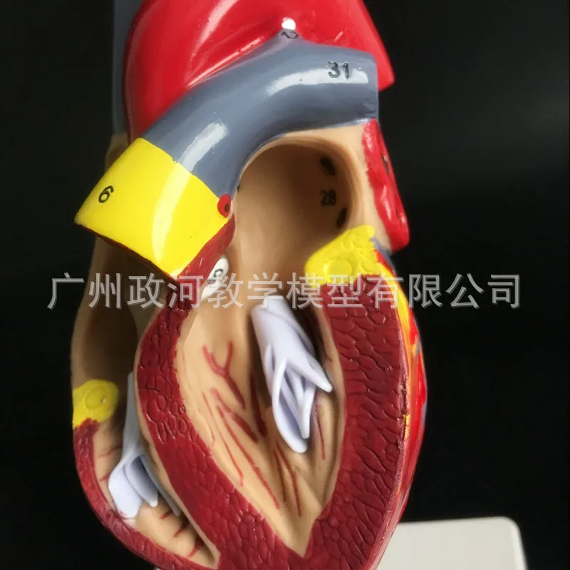 2 части 1:1 человеческое сердце в натуральную величину фотокардиология |