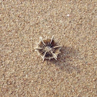 5pcs per lot rare natural conch shells coral mini 2cm sea urchin aquarium landscaping ornaments decorated platform