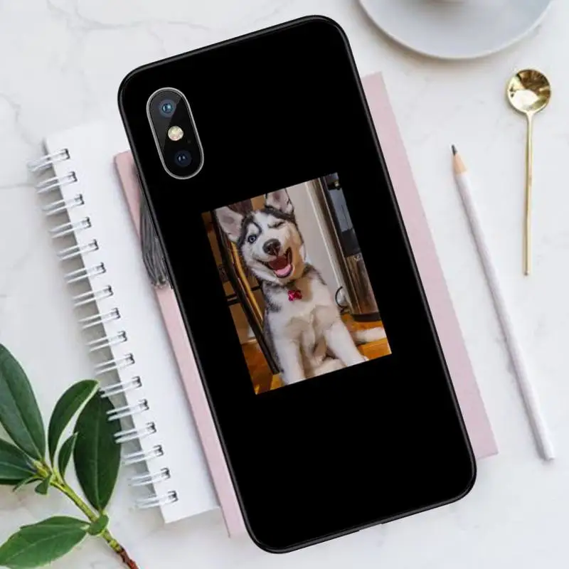 

Funny animal expression dog cat bird Phone Case for iPhone 11 12 mini pro XS MAX 8 7 6 6S Plus X 5S SE 2020 XR