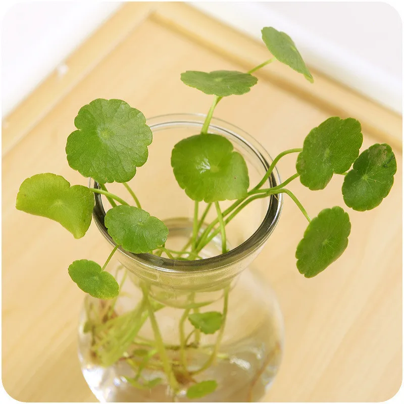 Стеклянная ваза креативная маленькая гидропонная стеклянная бутылка для