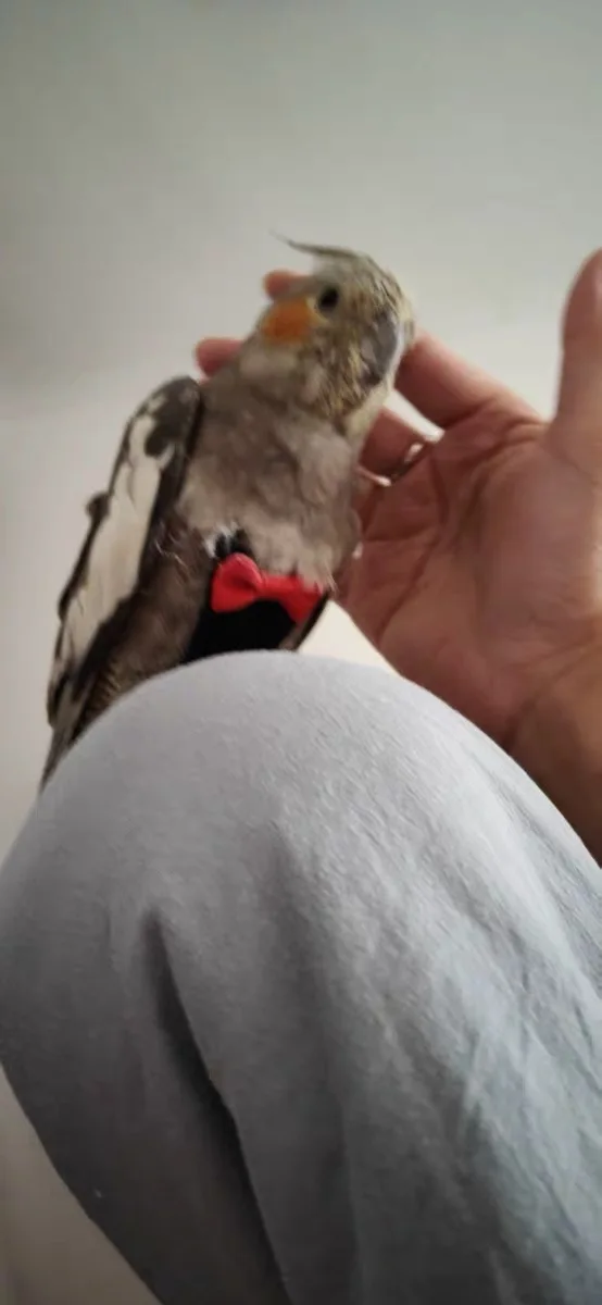 Parrot Diaper Pet Birds Clothes Reusable Washable Nappies Flight Suit Dress for Different Sizes Flyers Bird | Дом и сад