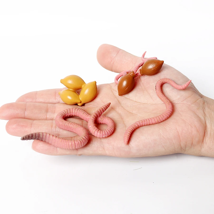 

Realistic invertebrate The Life Cycle of an Earthworm pvc Action figure Toy Earthworm whole life model Figurines Educational Toy
