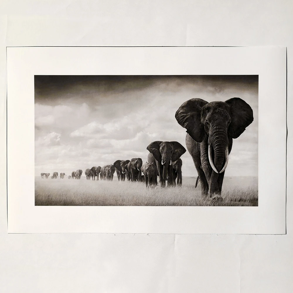 HDARTISAN настенная живопись Животные Печать на холсте плакаты настенные картины