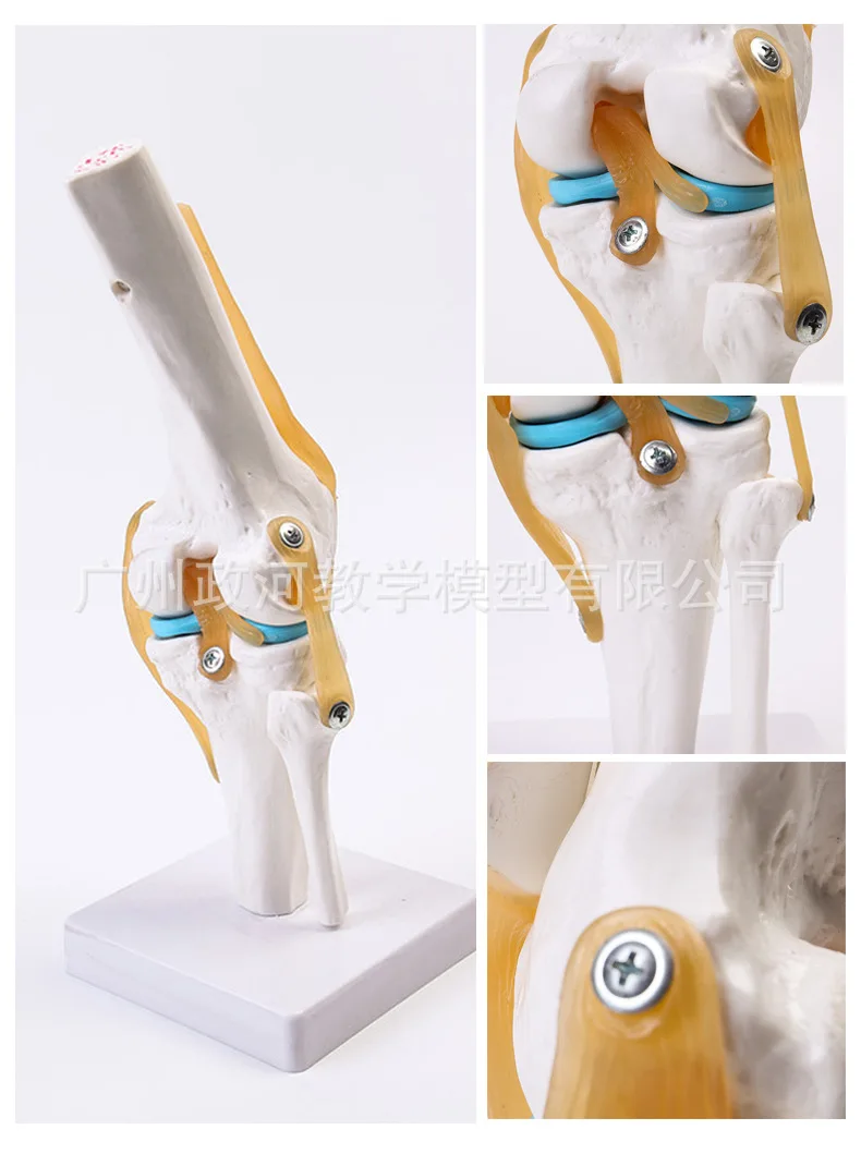 Наколенник человека в натуральную величину и наколенник, модель ...