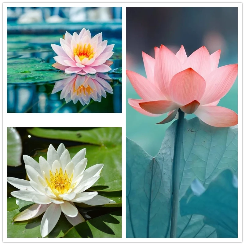 Мозаика сделай сам полная квадратная Алмазная вышивка в виде лотоса и листьев