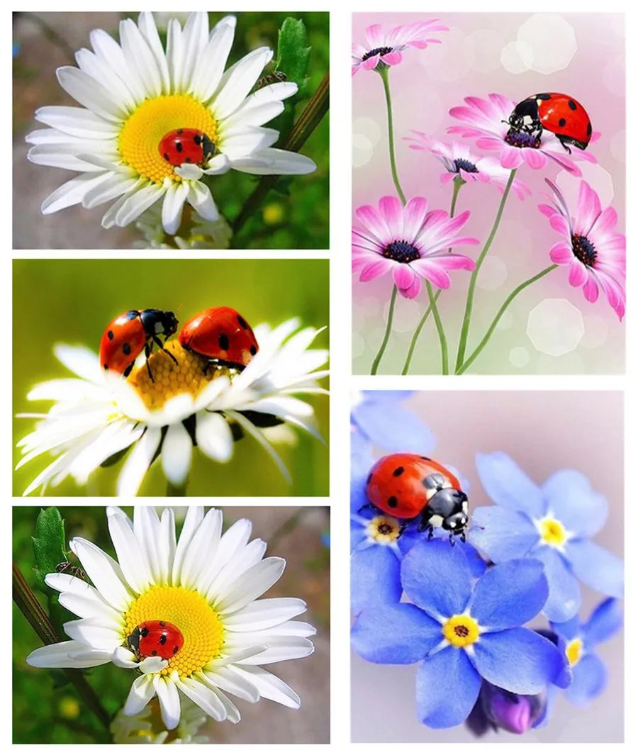 5d белый цветок Алмазная картина горный хрусталь вышивка Божья коровка украшение