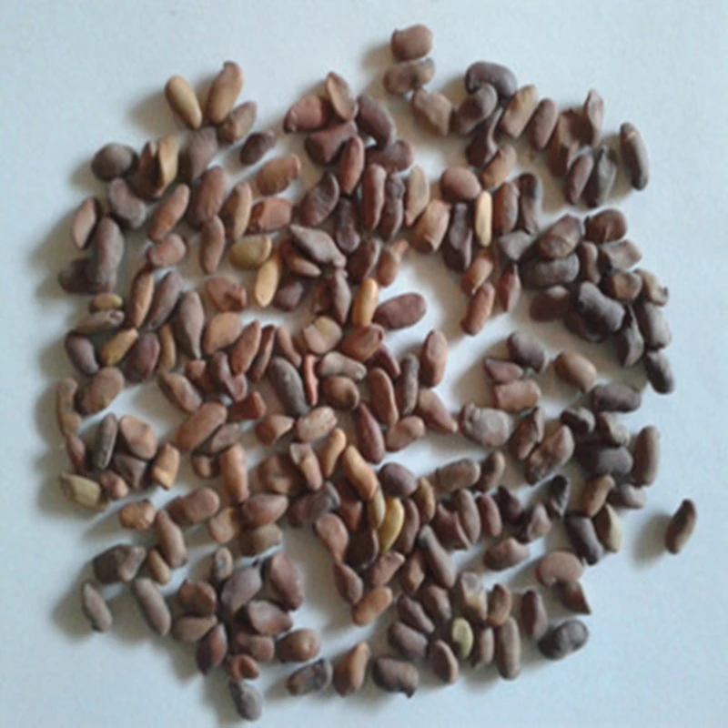 

100Pcs Multiple Colour Geranium Seeds Nature Exotic Perennial Climbing Flower Essence Moisturizing Lip Balm KV6-S