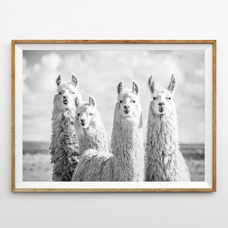 Холст печать домашний Декор животное Альпака черный белый Картина Настенная