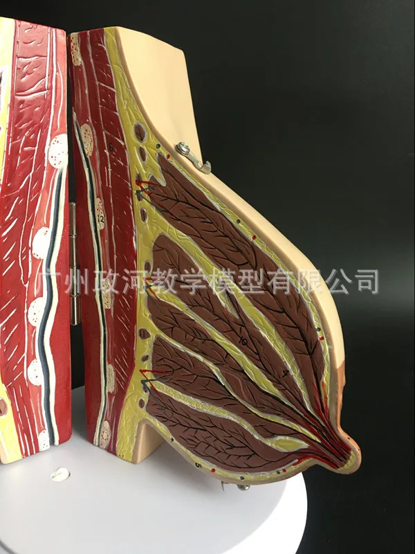 Модель женской грудной клетки Гинекологическая анатомическая модель биология
