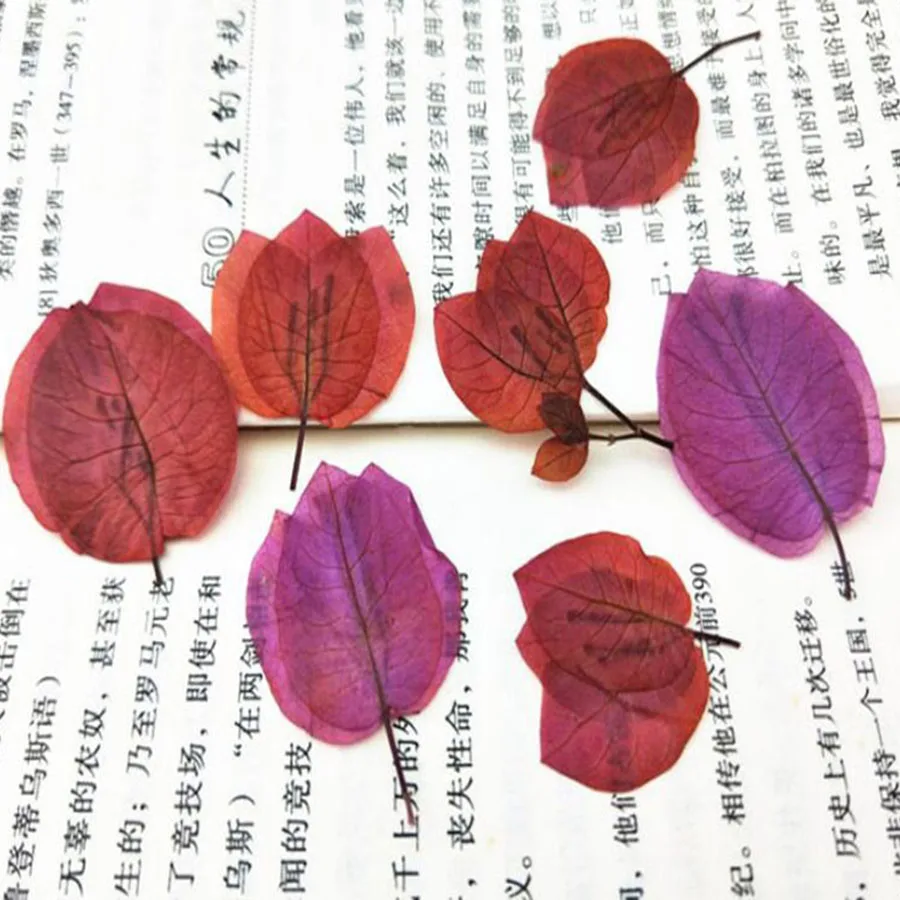 60 шт. прессованные сушеные бугенвиллея Glabra растения гербарий для ювелирных