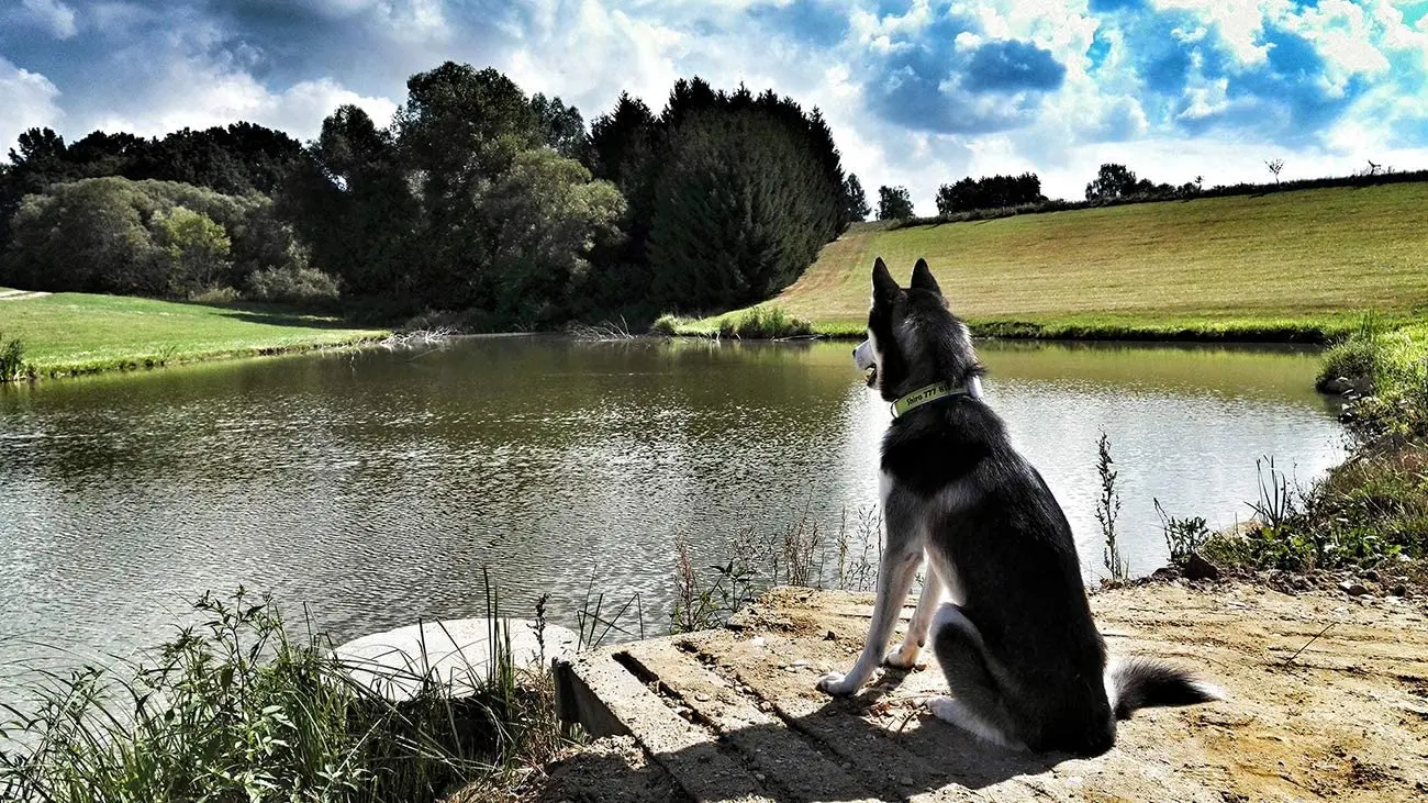 Пазл для взрослых из 1000 деталей милый питомец перерабатываемые материалы
