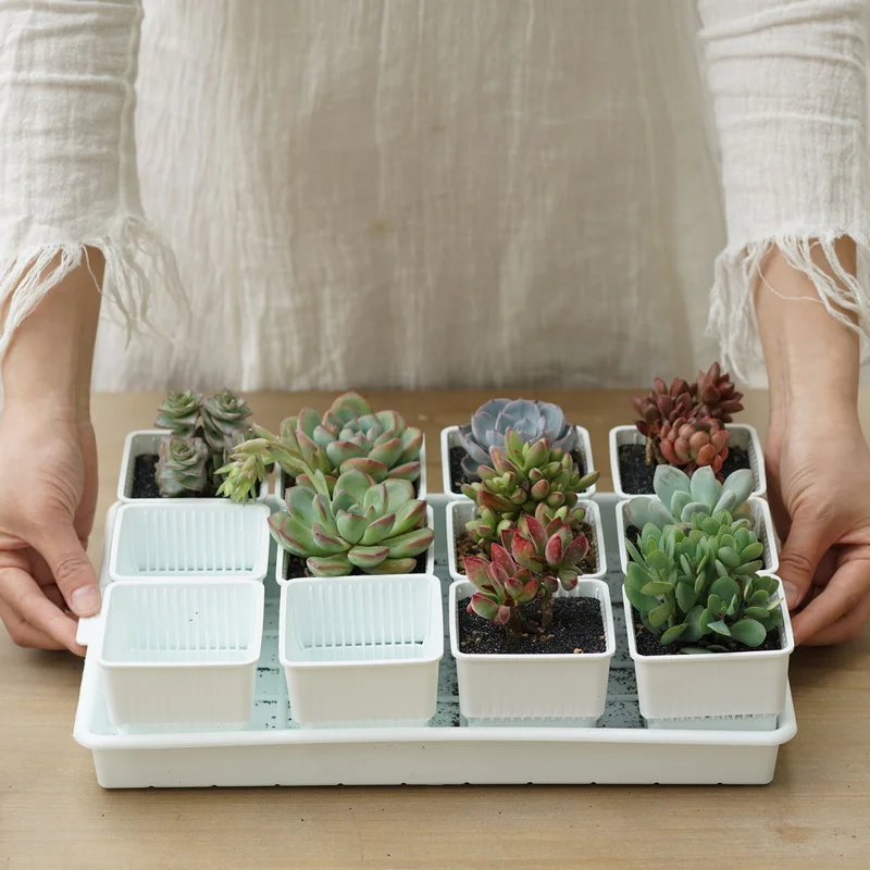 Белый горшок для суккулентов пластиковый контейнер кактуса умывальника на