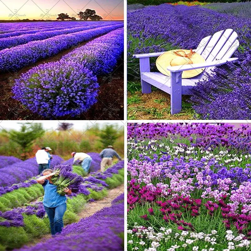 200 шт./лот лаванды английский(Lavandula узколистный) ванили бонсай для Домашнего Цветоводства