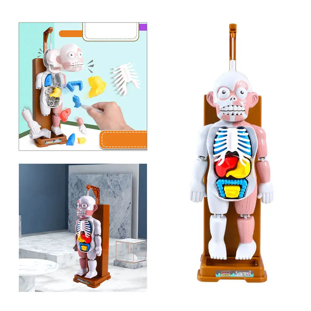 

Scary Human Body Model Party Gags Tricks Organs Skeleton Muscles Puzzle Games Favors Science Toys Mannequin Kids Adults