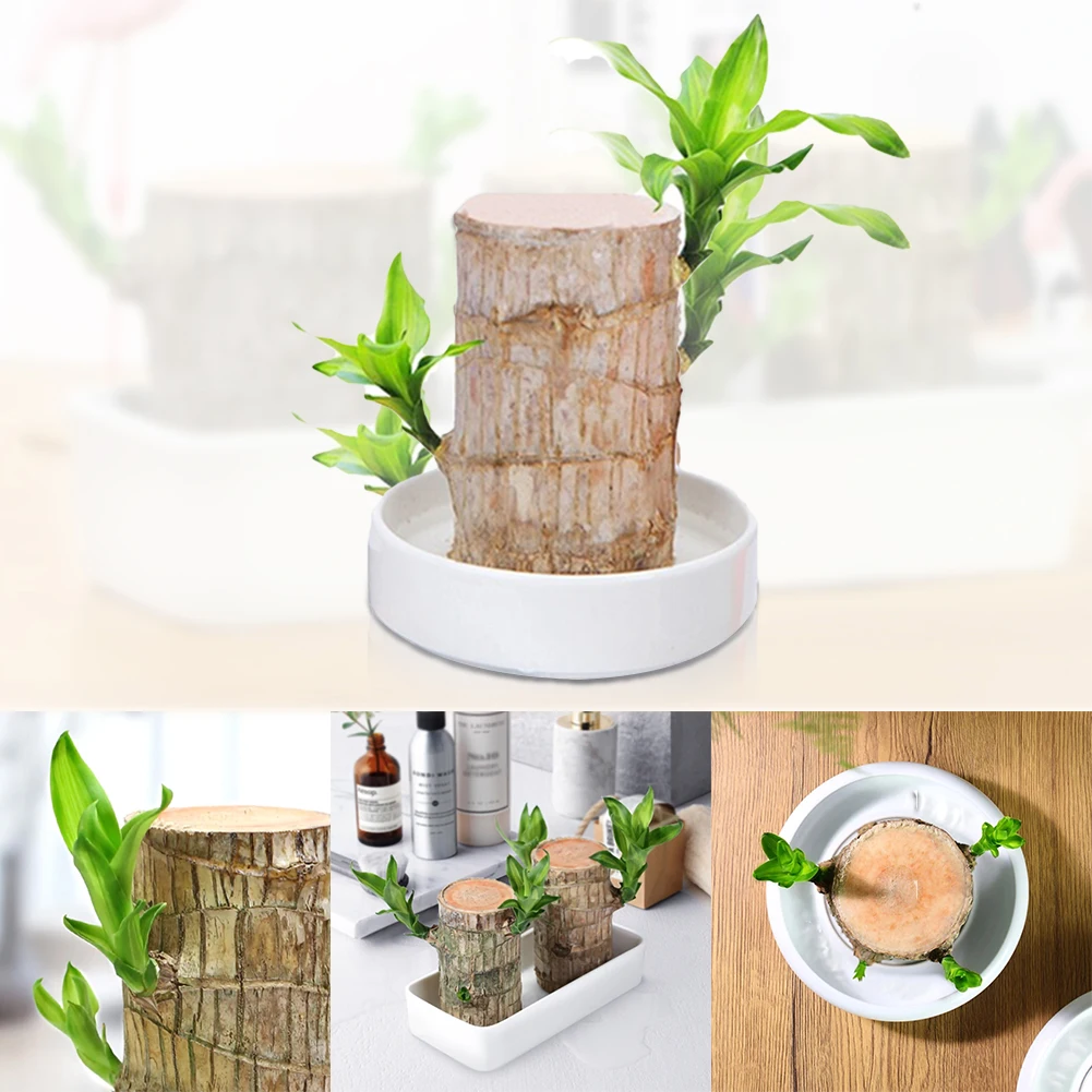 

Mini Brazil Lucky Badan Wood Hydroponic Potted Plant Stump Mini Plant Indoor Office Desktop Home Decoration Hydroponic Plants