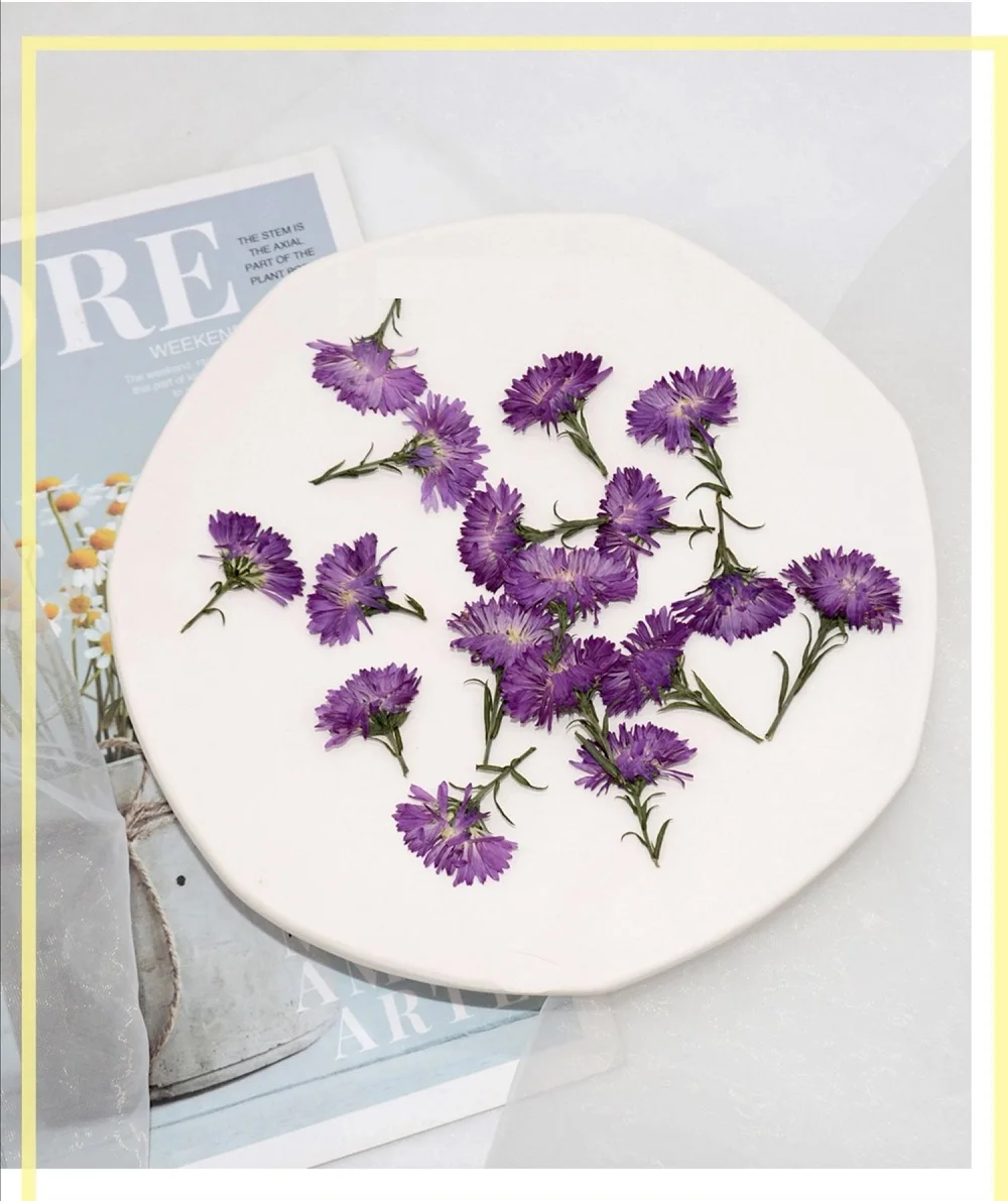 120 шт. прессованный высушенный Purple Tagetes patula L. Цветочные растения гербарий для