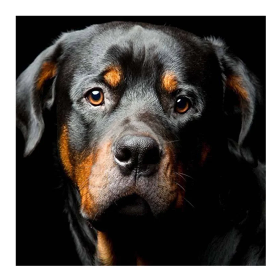 Алмазная живопись собака полная квадратная вышивка Ротвейлер картины Стразы