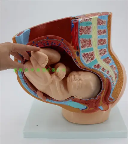 Акушерство Учебная модель эмбрион развития беременности 9 месяцев женских тазовых с девятью месяцев модель эмбриона