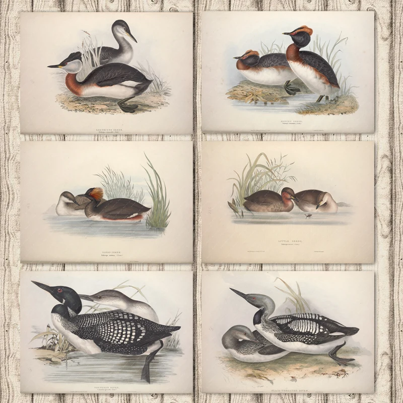 Красный рогатый гриб Северный ныряльщик Европа Птицы Холст Картина ВИНТАЖНЫЙ