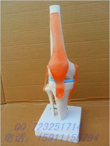 Функциональная модель человека шарнирного соединения|Медицинская наука| |