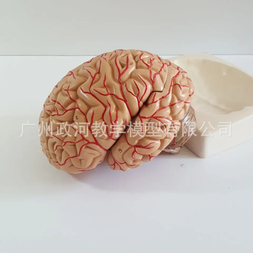 Человеческий мозг мозговая артерия черепа нерв анатомия модель нейрология