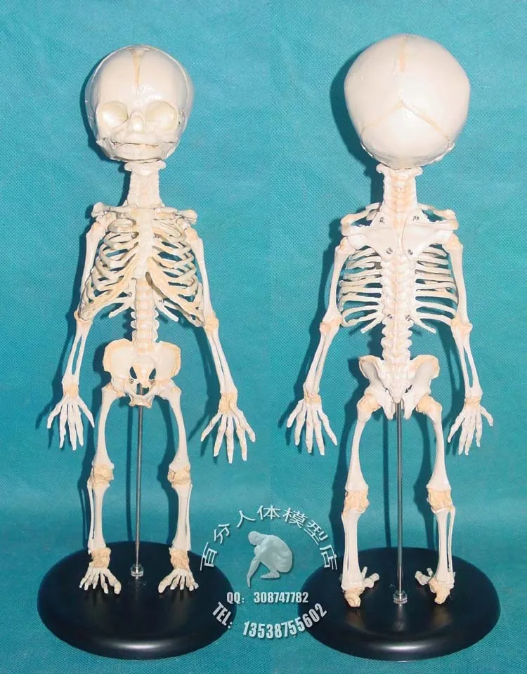 PVC baby skeleton mannequin human skeleton model sketch model of human fetal bone specimens model