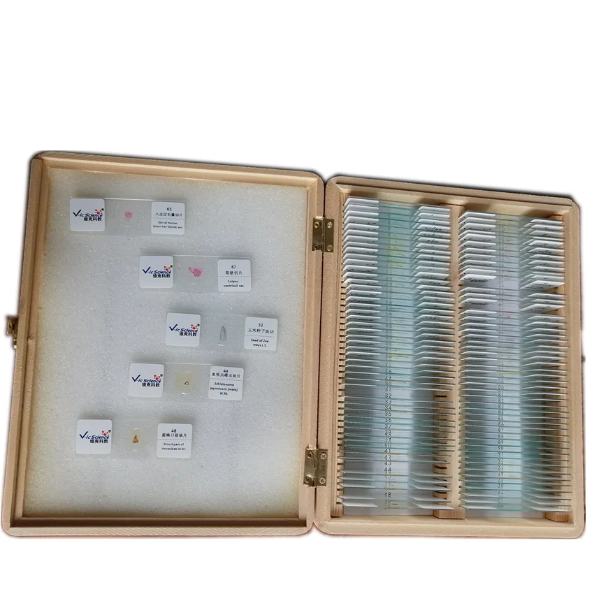 12 шт. набор слайдов для лука антера майоза|meiosis slide|set |