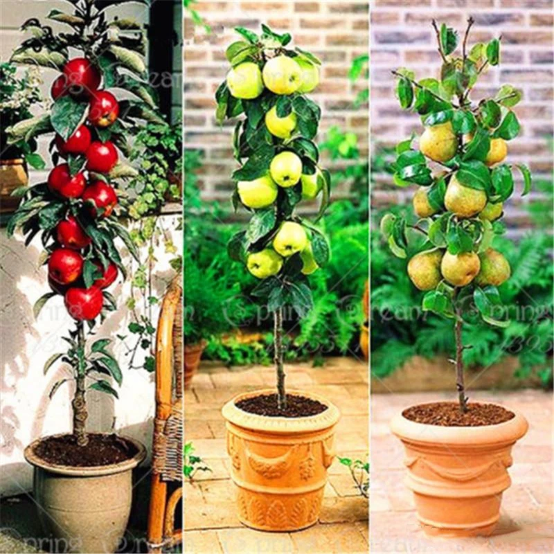 

30Pcs Sweet Dwarf Apple Seeds Nature Garden Home Furniture Miniature Dwarf Bonsai Apple Tree Wood Bathroom Cabinet W4S-5